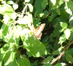 Heraclides andraemon