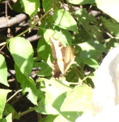 Heraclides andraemon