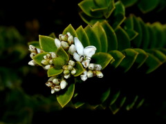 Veronica vernicosa