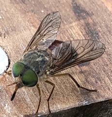Scaptia