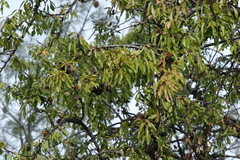 Prunus amygdalus