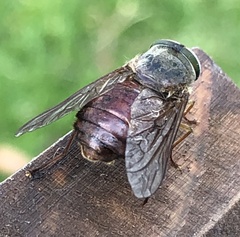 Scaptia