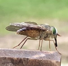 Scaptia