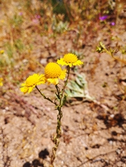Helenium atacamense