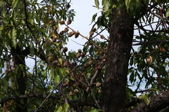 Prunus amygdalus