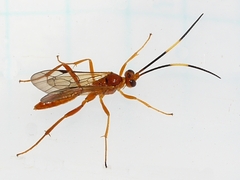 Cryptinae