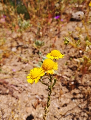 Helenium atacamense