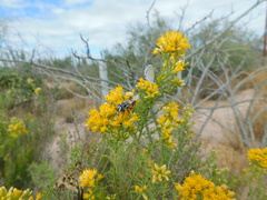 Copestylum fornax