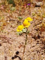 Helenium atacamense