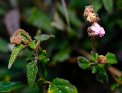 Thomasia grandiflora, photograph Peter Crowcroft, CC BY, iNaturalist via GBIF