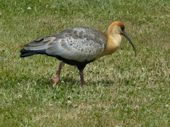 Theristicus melanopis