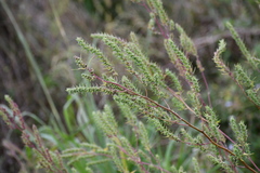 Iva angustifolia