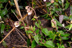 Thomasia grandiflora