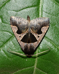 Anoba disjuncta