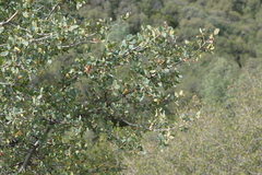 Quercus douglasii