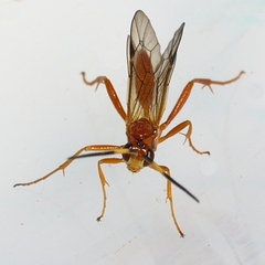 Cryptinae