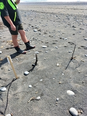 Charadrius bicinctus bicinctus