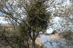 Phoradendron leucarpum