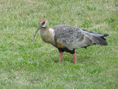 Theristicus melanopis