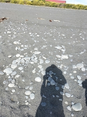 Charadrius bicinctus bicinctus