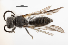 Myrmosa unicolor