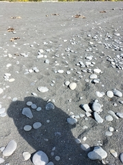 Charadrius bicinctus bicinctus