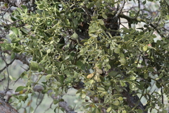 Phoradendron leucarpum