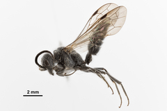 Myrmosa unicolor
