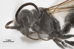 Myrmosa unicolor