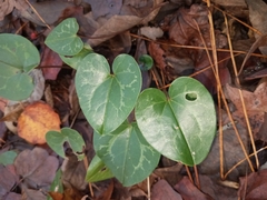 Hexastylis virginica