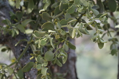 Phoradendron leucarpum