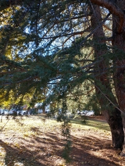 Cedrus deodara