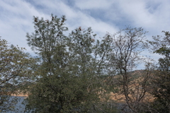 Pinus sabiniana