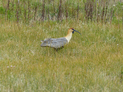 Theristicus melanopis