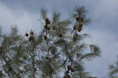 Pinus sabiniana