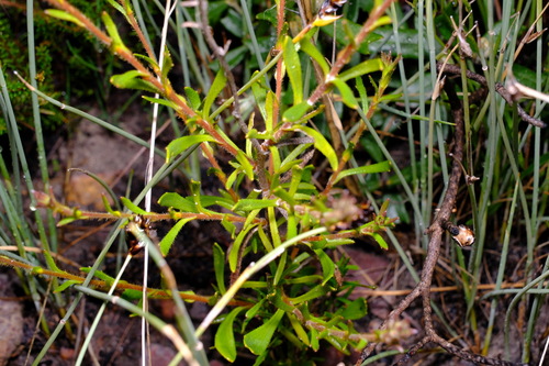 Image of Scaevola glandulifera by (c) Peter Crowcroft, some rights reserved (CC BY)