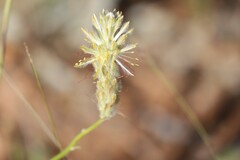 Ptilotus polystachyus