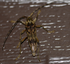 Elytrimitatrix undata