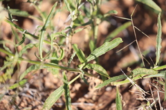 Ptilotus polystachyus