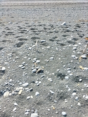 Charadrius bicinctus bicinctus