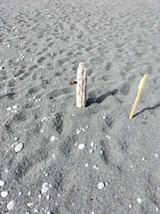 Charadrius bicinctus bicinctus