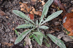 Hymenopappus artemisiifolius