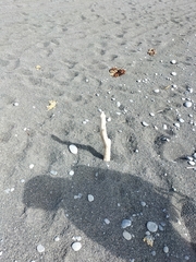 Charadrius bicinctus bicinctus