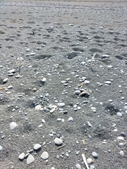 Charadrius bicinctus bicinctus