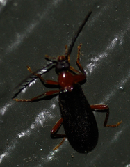 Pyrochroidae