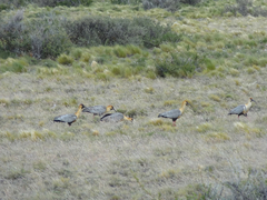 Theristicus melanopis