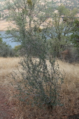 Ceanothus cuneatus