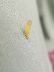 Anoeconeossa