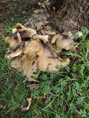 Omphalotus nidiformis