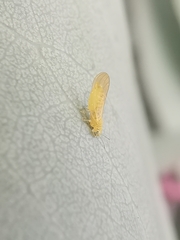 Anoeconeossa